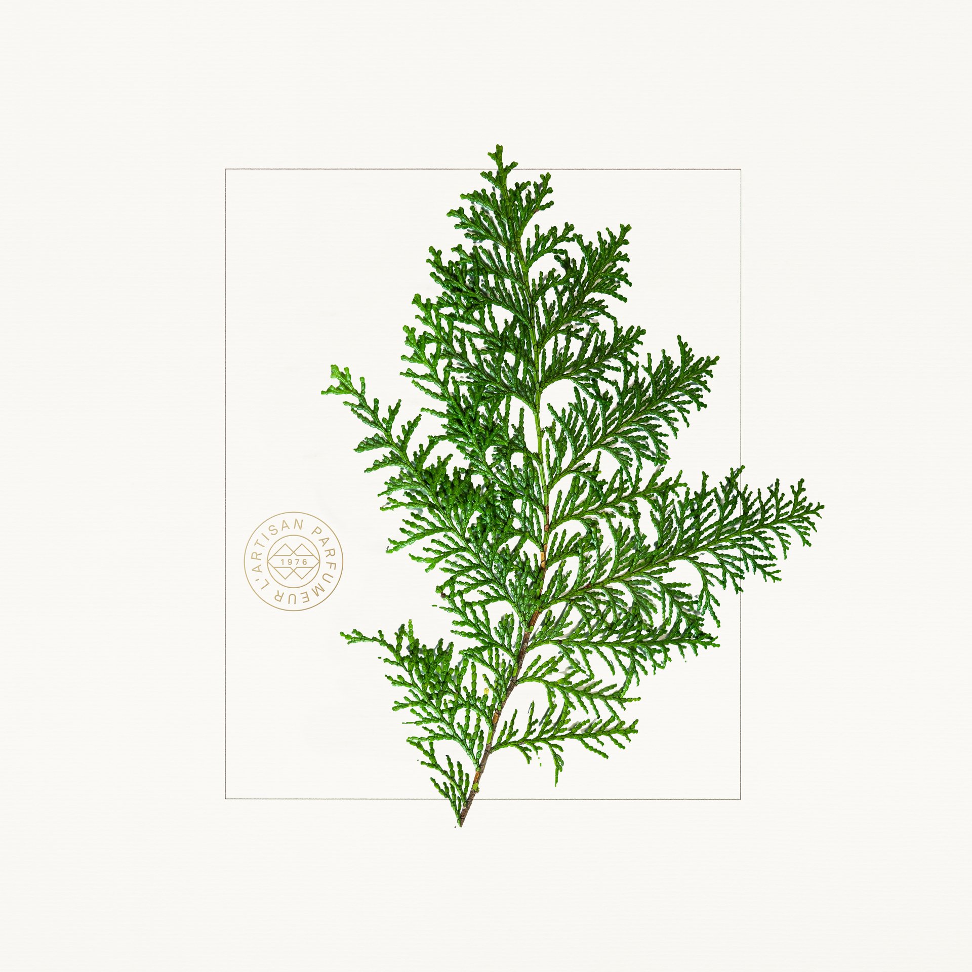 HINOKI (1).jpg